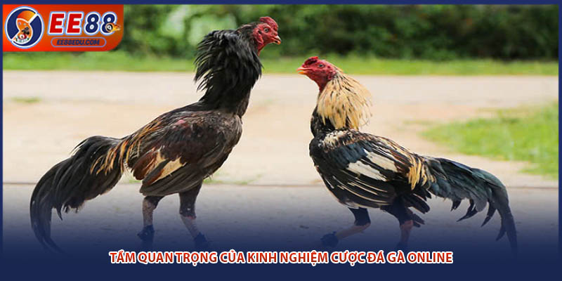 Tầm quan trọng của kinh nghiệm cược đá gà online